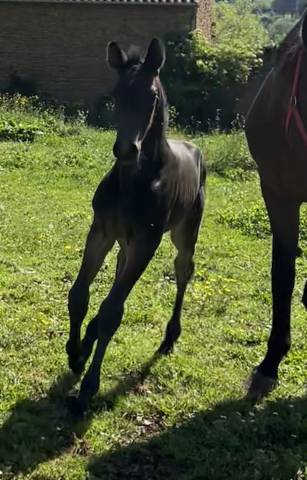 Top poulain mâle sf par Candy de Nantuel 