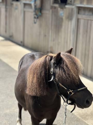 Shetland PP 5ans