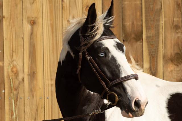Cheval hongre pie loisir