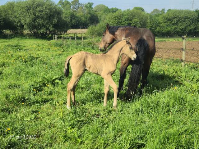 Poulain PP Lusitanien isabelle