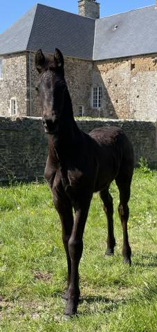 Poulain frison PP 