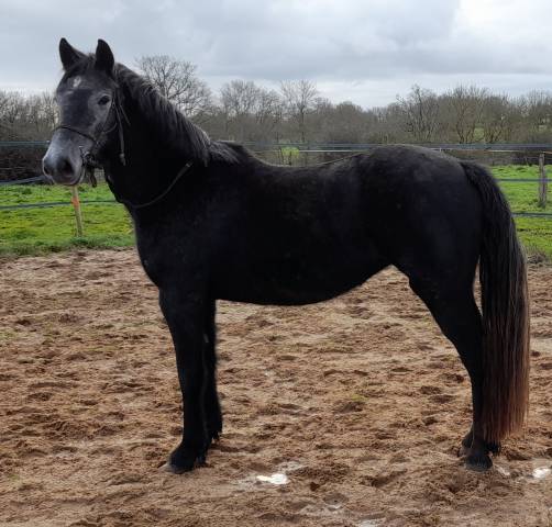PONETTE CONNEMARA 5 ANS - 145 CMS