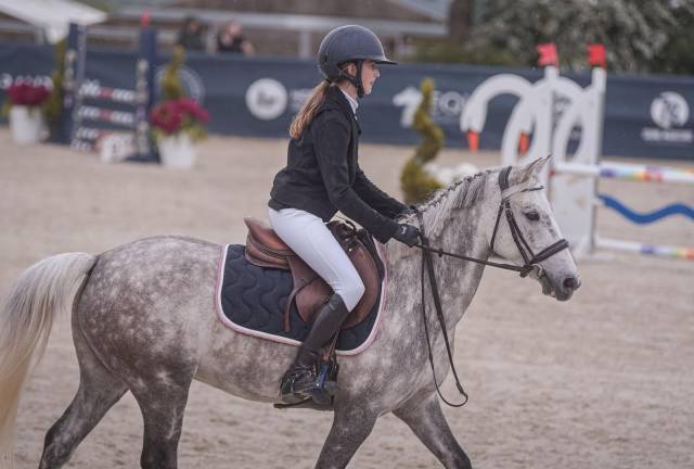 Poney de sport à vendre ou à louer