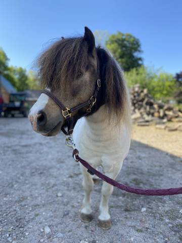 Male shetland 
