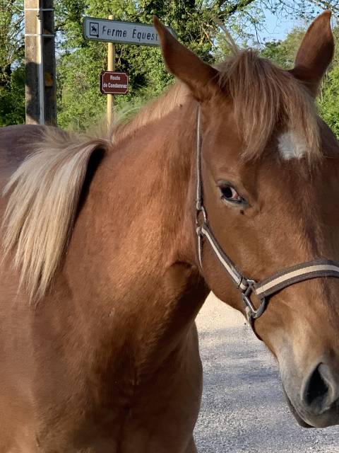 Pouliche appaloosa