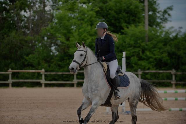 Petit cheval ONC de 9 ans 