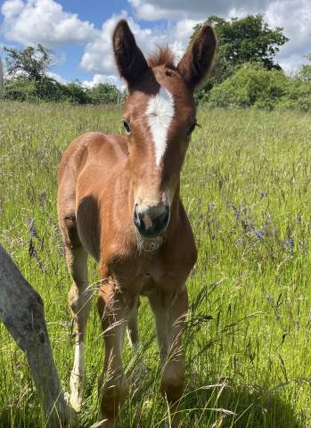 Pouliche sf Itoki de Riverland x Mylord Carthago 