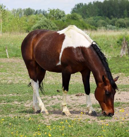 Cheval oc 2011