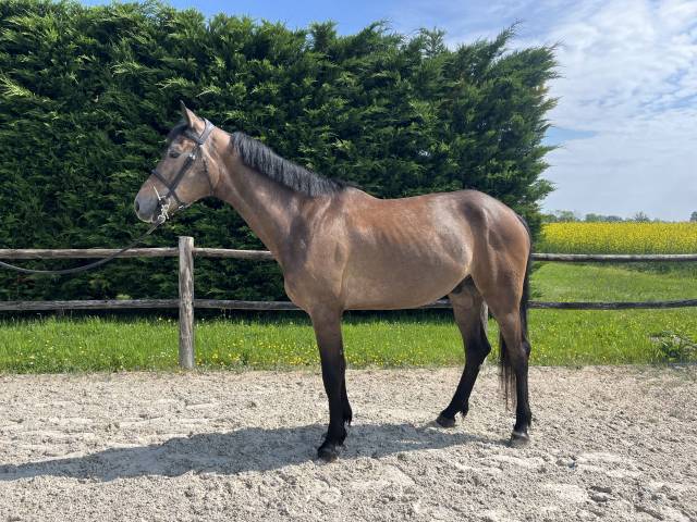 Capricio vh Scheldenhof