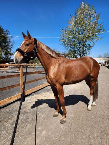 Chic Hongre 7 ans Hanovrien Dressage