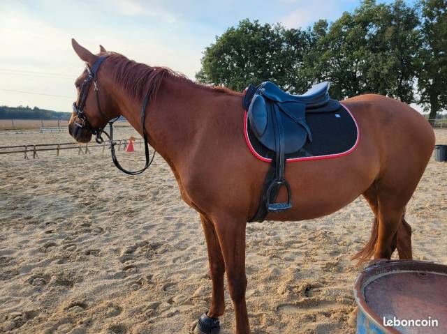 Selle Mixte Prestige 17"