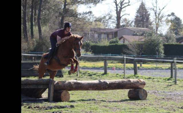 Poney Demi-sang arabe