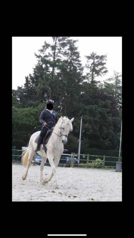 Te Quiero de Kervez Cheval 18 ans