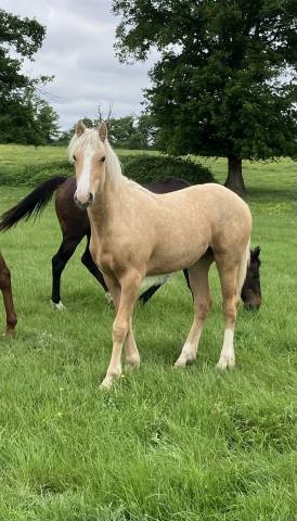Palomino Irish Cob croisé