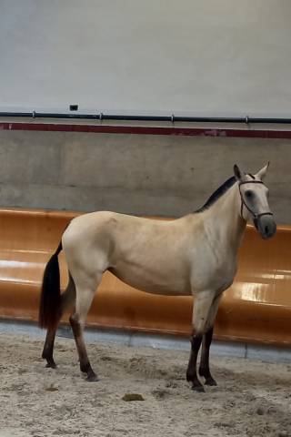 Cheval 