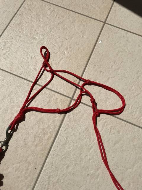 Licol en corde rouge avec longe