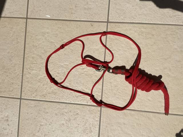 Licol en corde rouge avec longe