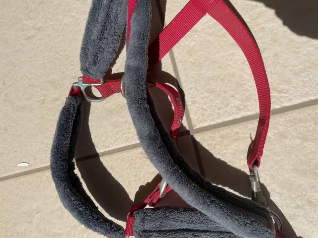 Licol rouge avec moumoute grise