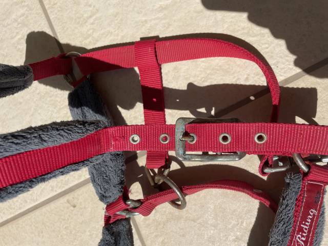 Licol rouge avec moumoute grise