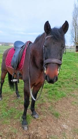 Selle dressage Ronzon 17,5 pouces 