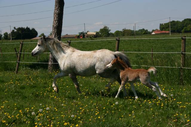ponette Welsh suitée