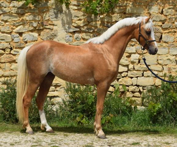 Welsh Pony pp palomino, entier, née 2023