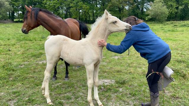 Magnfique mâle demi sang arabe palomino lignée enduranc