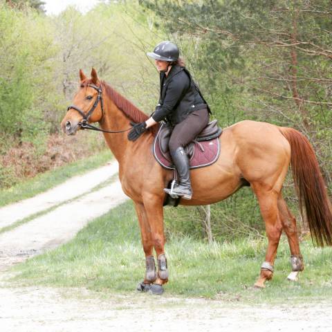 Top cheval de loisir, polyvalent dressage CSO 