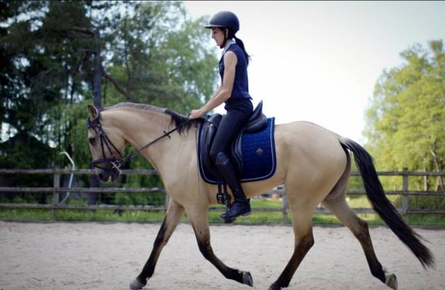 Pur sang lusitanien isabelle