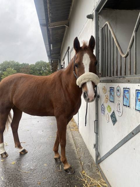 Cheval à vendre