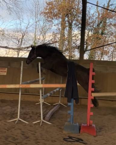 Petit cheval d’1m50  8 ans