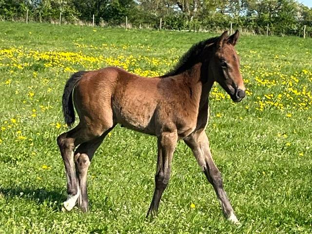2025 Génétique 5* male Django Z x Cristallo I