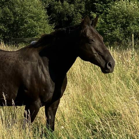 Vends jument Quarter Horse 99% NFQHA