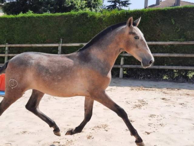 Vends jument PRE 