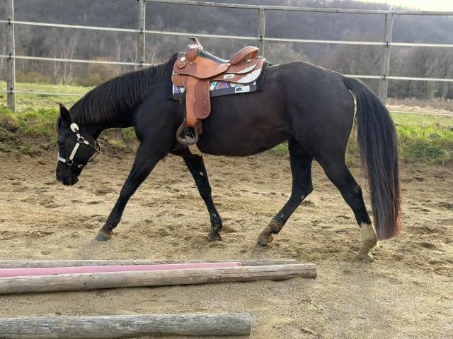 Jument quarter horse de performance suitée 