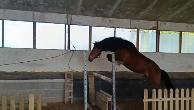 Hongre New Forest 3 ans Hors Cote