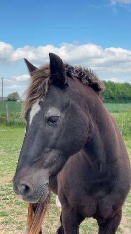Poney ONC