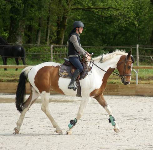 Hongre SF Loisirs/compagnie