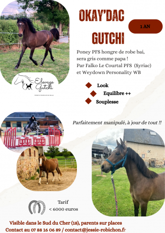 Poney PFS de 1 an