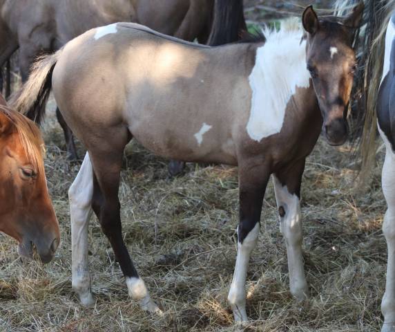 Pouliche paint horse