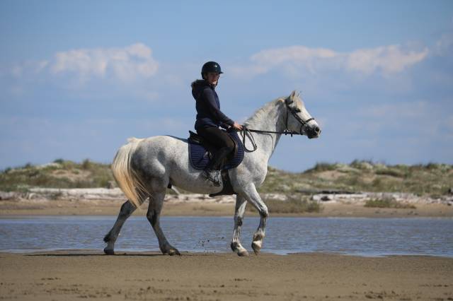 Top poney à vendre! 