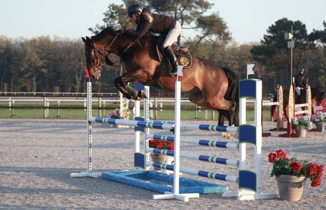 Cheval de sport 6ans 