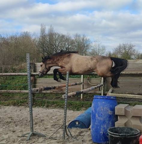 Poney C