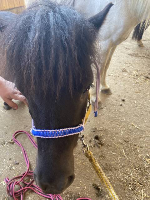 Licol étiologique de haute qualité