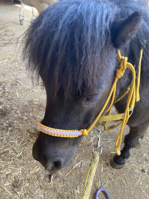 Licol étiologique de haute qualité