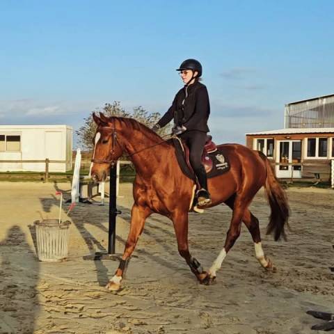 Cheval de dressage