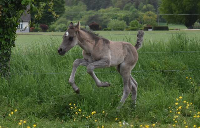 Poulain Cheval paint horse Grullo