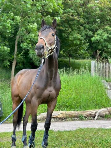 Jument | PS de 6 ans à vendre