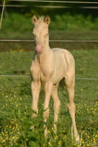 Foal de sport WPB crème aux yeux bleus