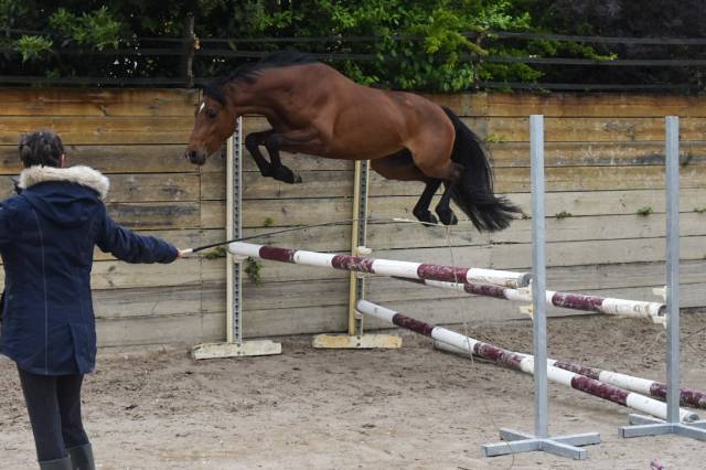 Top mâle de 3 ans C sport et élevage 
